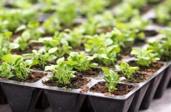 А ви це знали? Навіщо класти сірники у розсаду – забутий трюк