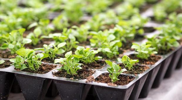 А ви це знали? Навіщо класти сірники у розсаду – забутий трюк А ви це знали? Навіщо класти сірники у розсаду – забутий трюк