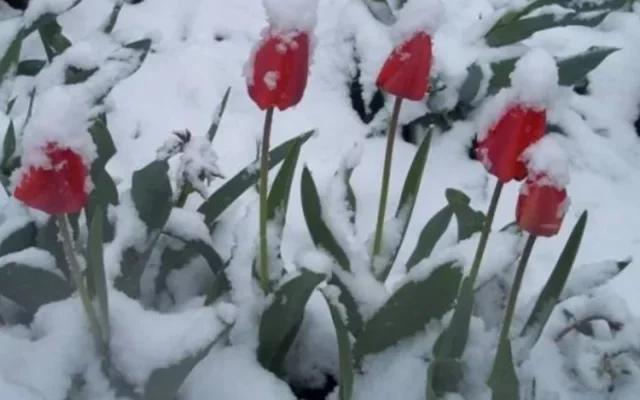 Сніг у квітні: прогноз погоди може здивувати українців, чи ховати пуховики Сніг у квітні: прогноз погоди може здивувати українців, чи ховати пуховики