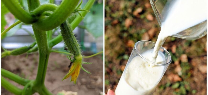 “Молочні” огірки – новий тренд у городництві: 0 скинутих завʼязей на кущах – дачникам зносить дах “Молочні” огірки – новий тренд у городництві: 0 скинутих завʼязей на кущах – дачникам зносить дах