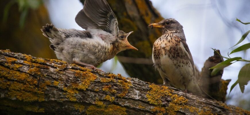 Березень завершиться дощами та температурними контрастами: де буде найтепліше, а де випаде сніг Березень завершиться дощами та температурними контрастами: де буде найтепліше, а де випаде сніг