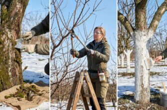 Відновлюємо сад після зими: 4 обов’язкові обробки дерев у березні до початку сокоруху