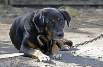 Барбос в селі на ланцюгу більше не сидітиме: в Україні змінили правила утримання тварин 