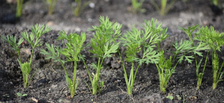 Чому морква виростає кривою: досвідчений городник розкрив секрет щедрого врожаю Чому морква виростає кривою: досвідчений городник розкрив секрет щедрого врожаю