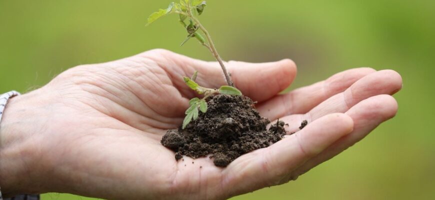 Чому в жодному разі не можна ділитися розсадою з сусідами: народні прикмети, які не варто ігнорувати Чому в жодному разі не можна ділитися розсадою з сусідами: народні прикмети, які не варто ігнорувати