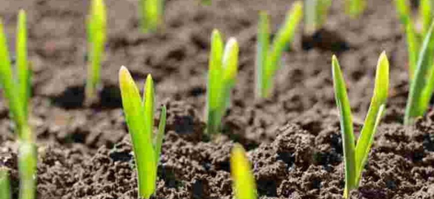 Чим підживити часник навесні, щоб головки були великими, а листя — смарагдовим Чим підживити часник навесні, щоб головки були великими, а листя — смарагдовим