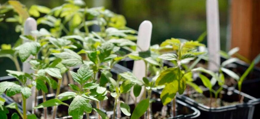 Чим підживити розсаду помідорів щойно з’явився перший лист Чим підживити розсаду помідорів щойно з’явився перший лист