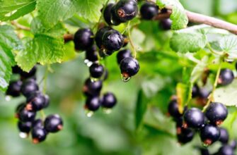 У березні смородині та аґрусу – обов’язково: 40 мл у воду – і влітку ягід наросте темрява