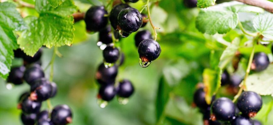 У березні смородині та аґрусу – обов’язково: 40 мл у воду – і влітку ягід наросте темрява У березні смородині та аґрусу – обов’язково: 40 мл у воду – і влітку ягід наросте темрява