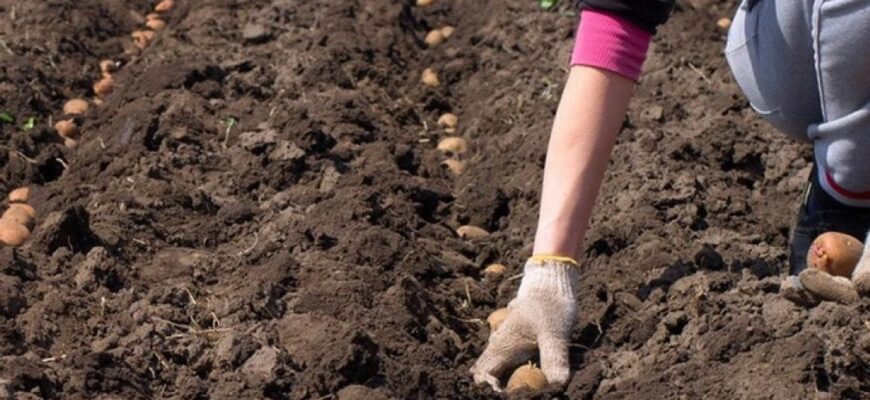 Коли садити картоплю 2026 року: чи варто вже поспішати