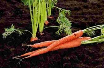 Дачника на замітку! Як сіяти моркву, щоб не треба було проривати