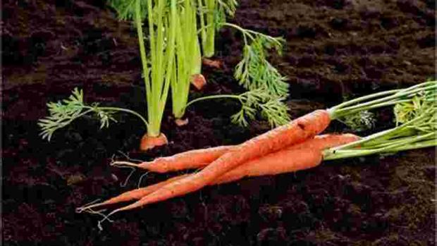 Дачника на замітку! Як сіяти моркву, щоб не треба було проривати Дачника на замітку! Як сіяти моркву, щоб не треба було проривати