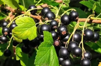 Дачникам на замітку! Чим підживити смородину в березні, щоб отримати рясний врожай