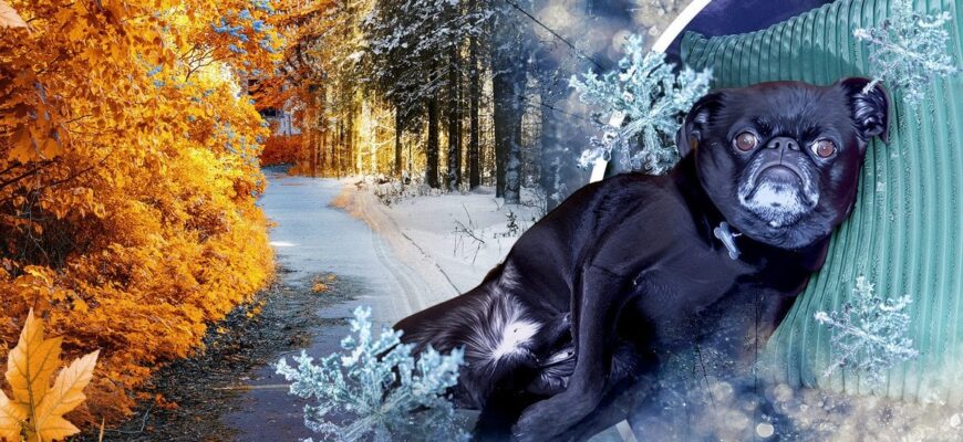 До України повертаються сніг та похолодання: синоптик попередив про зміну погоди та назвав дату До України повертаються сніг та похолодання: синоптик попередив про зміну погоди та назвав дату