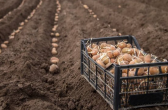 Щоб не рано і не пізно: точні дати, коли садити картоплю у 2026 році