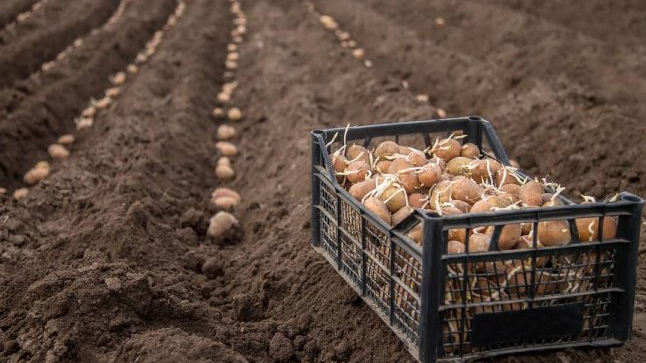 Щоб не рано і не пізно: точні дати, коли садити картоплю у 2026 році Щоб не рано і не пізно: точні дати, коли садити картоплю у 2026 році
