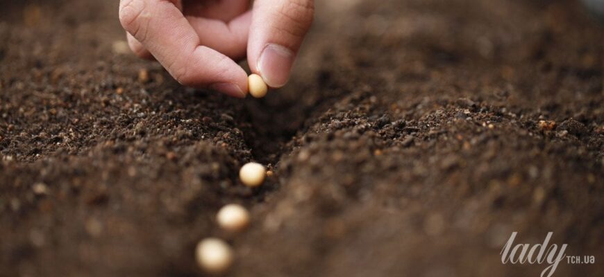 Березневе висівання — садівник назвав культури, які дадуть швидкий урожай навіть у новачків