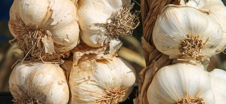 Посадка цих 7 культур після часнику = мізерний врожай: що можна і не можна садити після нього Посадка цих 7 культур після часнику = мізерний врожай: що можна і не можна садити після нього