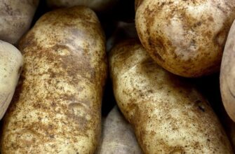 Городники в захваті: сорт картоплі, що дає рівні, великі бульби за будь-якої погоди — до 15 з одного куща
