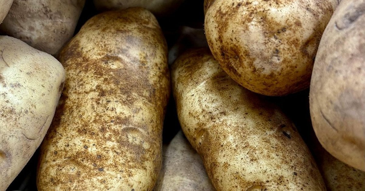 Як виростити багато картоплі з одного куща: найкращий сорт Як виростити багато картоплі з одного куща: найкращий сорт