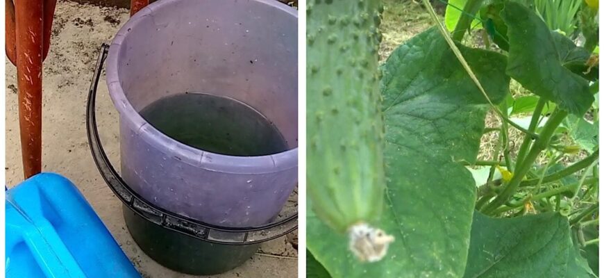 По 3 краплі звичайної зеленки у воду — і огірки ростуть без жовтого листа: збираю врожай відрами до осені По 3 краплі звичайної зеленки у воду — і огірки ростуть без жовтого листа: збираю врожай відрами до осені