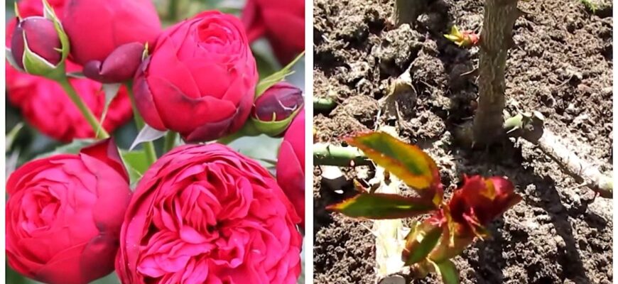 Купую 1 пачку звичайної манки для догляду за трояндами – це найкраще добриво, від якого кущі ростуть шалено Купую 1 пачку звичайної манки для догляду за трояндами – це найкраще добриво, від якого кущі ростуть шалено