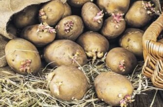 Пророщування картоплі на світлі чи в темряві для кращого врожаю: існує лише 1 надійний “дідівський” спосіб