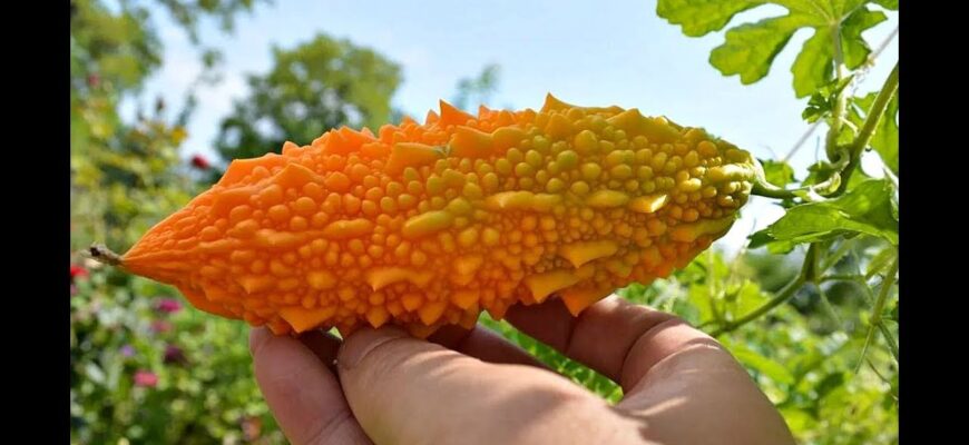Що таке момордика і чому українські дачники сіють її як заведені? Золото на городі за 20 грн Що таке момордика і чому українські дачники сіють її як заведені? Золото на городі за 20 грн