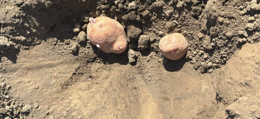 Коли садити картоплю у квітні 2026 року: ДО чи ПІСЛЯ Великодня – “дідівський” місячний календар