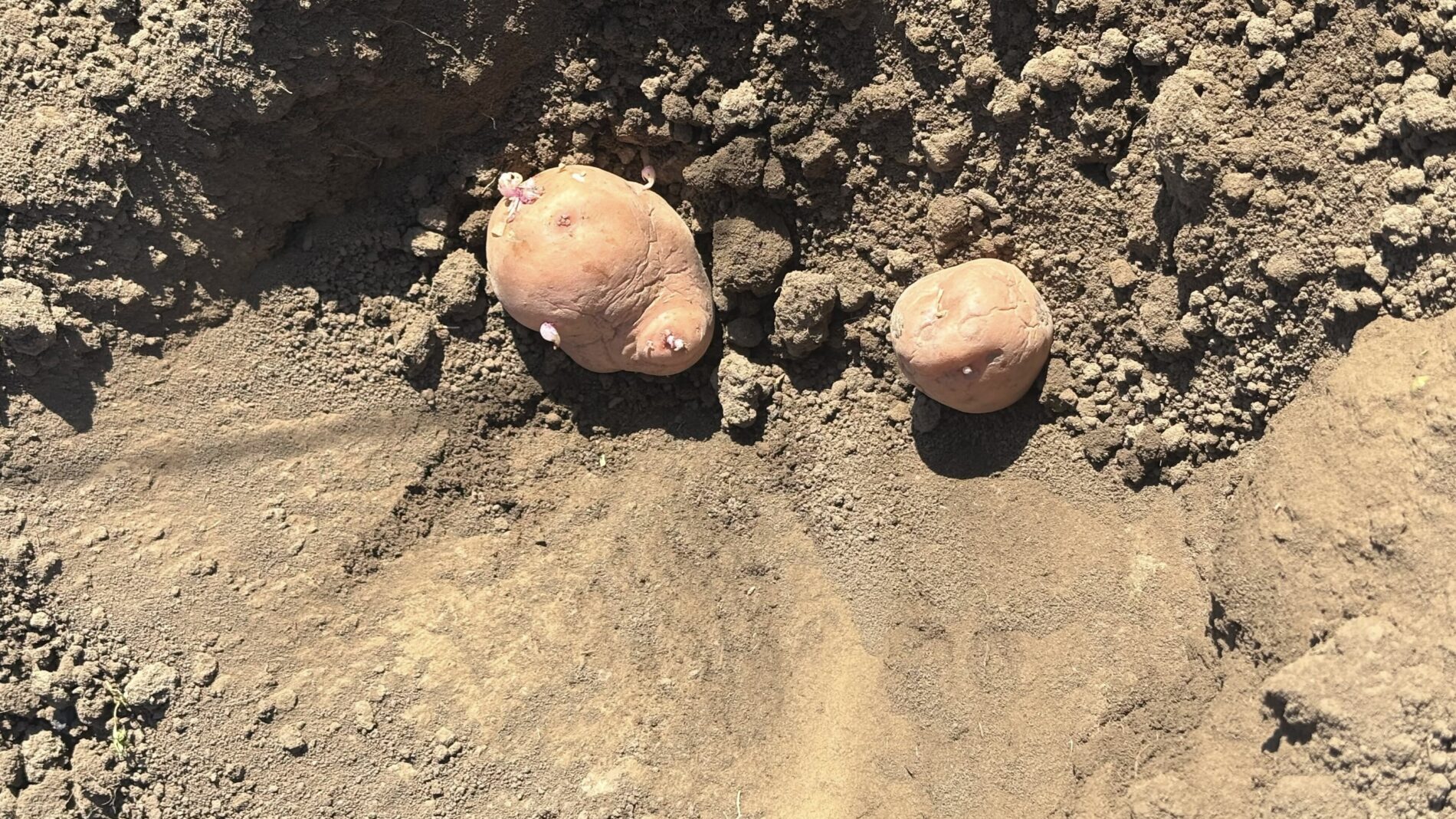 Коли садити картоплю у квітні 2026 року: ДО чи ПІСЛЯ Великодня – “дідівський” місячний календар