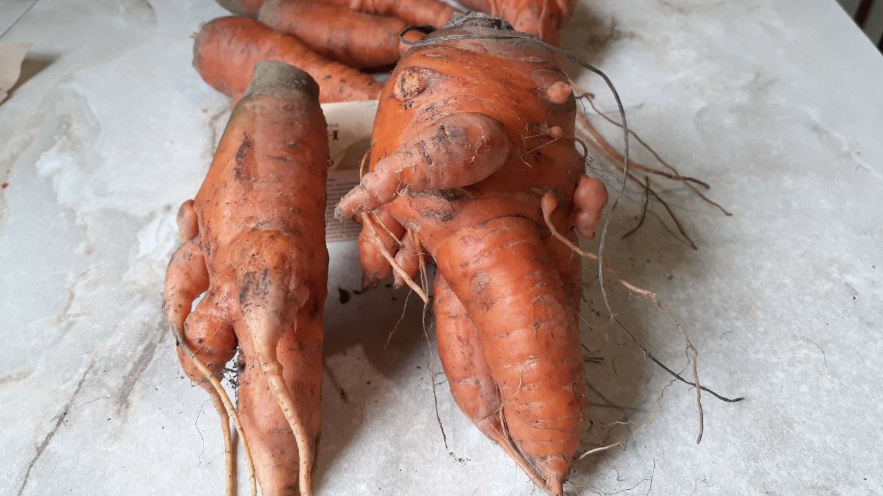 Городники розповіли, як вирощувати моркву, щоб вона не була рогатою