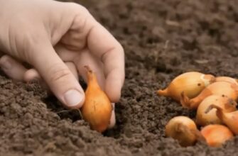 Якщо посадити цибулю таким способом, вона виросте гігантською і соковитою: “дідівський” метод