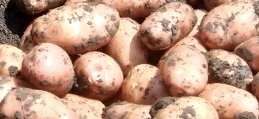 Коли і як садити картоплю навесні 2026: строки, помилки та основні правила для великого врожаю Коли і як садити картоплю навесні 2026: строки, помилки та основні правила для великого врожаю