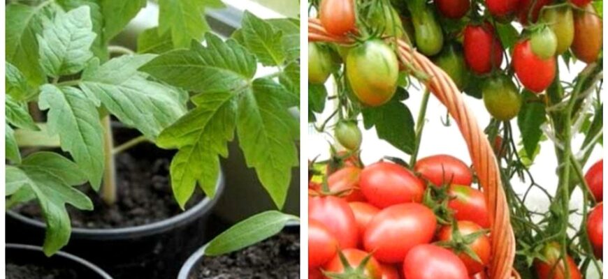 Розсада більше не падає: як один перевірений метод захищає ваші томати від підступної «чорної ніжки»!