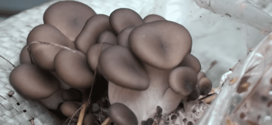 Сусід купує гливи , а я вирощую їх із пакету соломи вдома – і збираю вже 2 хвилі врожаю