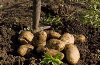 У які дні серпня 2026 року краще копати картоплю