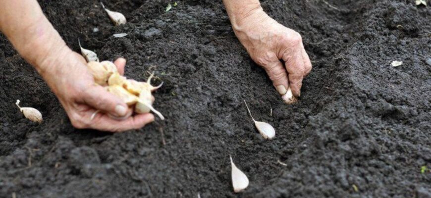 Коли садити ярий часник: чому потрібно поспішати Коли садити ярий часник: чому потрібно поспішати