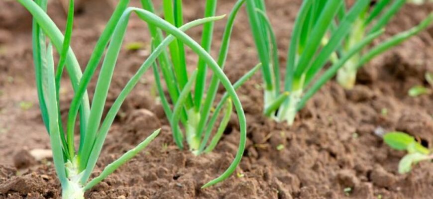 Коли сіяти цибулю чорнушку, як виростити ріпчасту цибулю з насіння за один сезон Коли сіяти цибулю чорнушку, як виростити ріпчасту цибулю з насіння за один сезон
