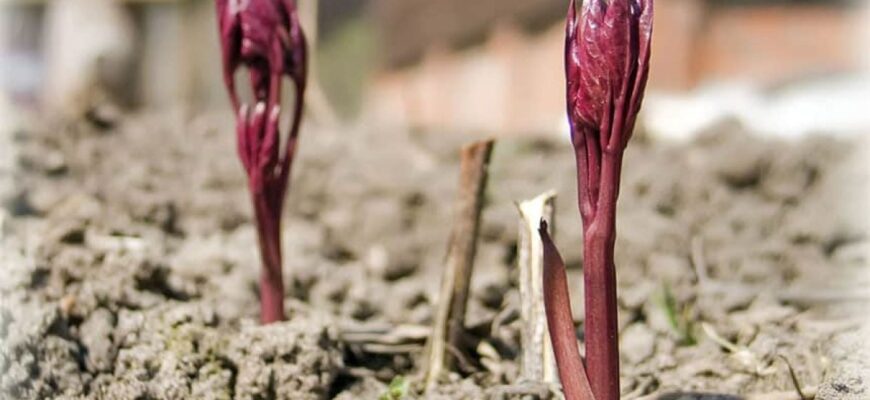 Коли та чим підживлювати півонії навесні для пишного цвітіння Коли та чим підживлювати півонії навесні для пишного цвітіння