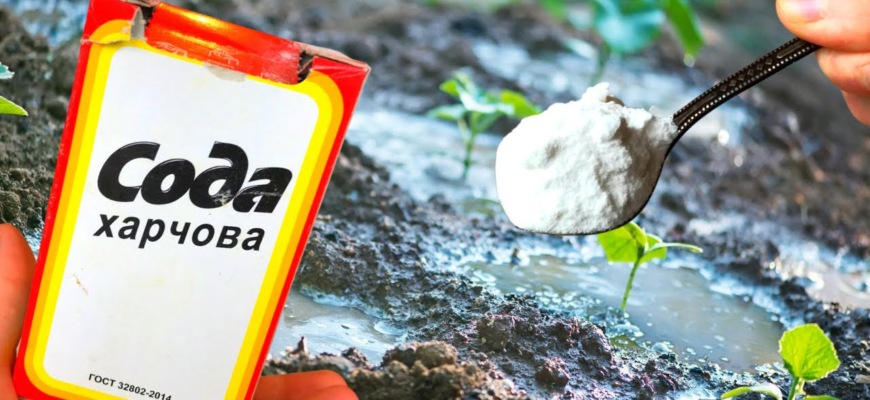 Сода на грядці: чи варто сипати під помідори