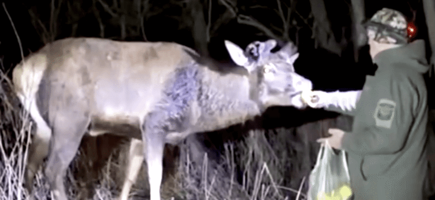 Лежав на дорозі у калюжі крові: господар оленя Бориса розповів нові деталі про ДТП і стан тварини Лежав на дорозі у калюжі крові: господар оленя Бориса розповів нові деталі про ДТП і стан тварини