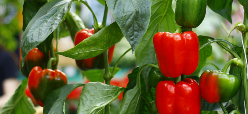 Захистять перець від грибка та попелиці: які рослини допоможуть підвищити врожай Захистять перець від грибка та попелиці: які рослини допоможуть підвищити врожай