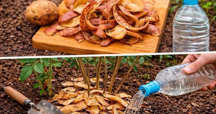 Не викидайте шкірки від картоплі: натуральне добриво, яке покращує ріст рослин Не викидайте шкірки від картоплі: натуральне добриво, яке покращує ріст рослин
