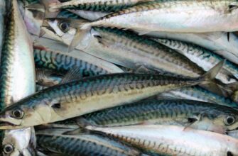 Малосольна скумбрія за 20 хвилин без маринаду — рецепт, що чоловік оцінить на 100 балів