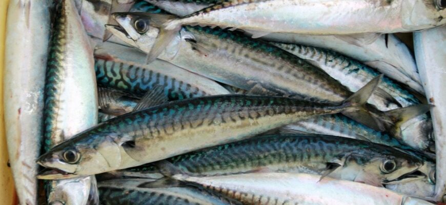 Малосольна скумбрія за 20 хвилин без маринаду — рецепт, що чоловік оцінить на 100 балів Малосольна скумбрія за 20 хвилин без маринаду — рецепт, що чоловік оцінить на 100 балів