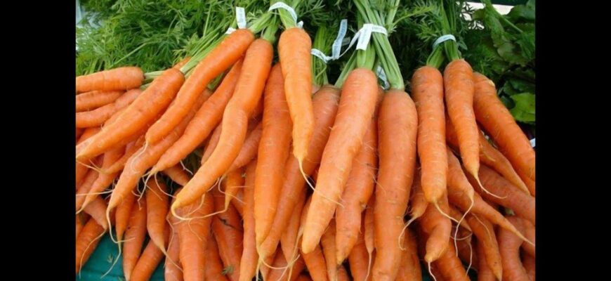 Сиплю 1 склянку на грядку – морква виростає рівна як на підбір: коренеплоди солодкі і соковиті Сиплю 1 склянку на грядку – морква виростає рівна як на підбір: коренеплоди солодкі і соковиті