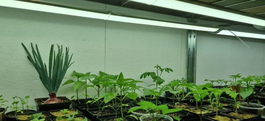 Розсада не вибачає помилок: що треба зробити прямо зараз – 2 дії, без яких урожай буде бідним Розсада не вибачає помилок: що треба зробити прямо зараз – 2 дії, без яких урожай буде бідним