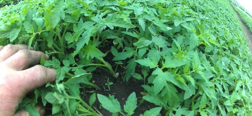 Потужна коренева на всі 200: що кладуть на дно склянки для швидкого зростання розсади Потужна коренева на всі 200: що кладуть на дно склянки для швидкого зростання розсади