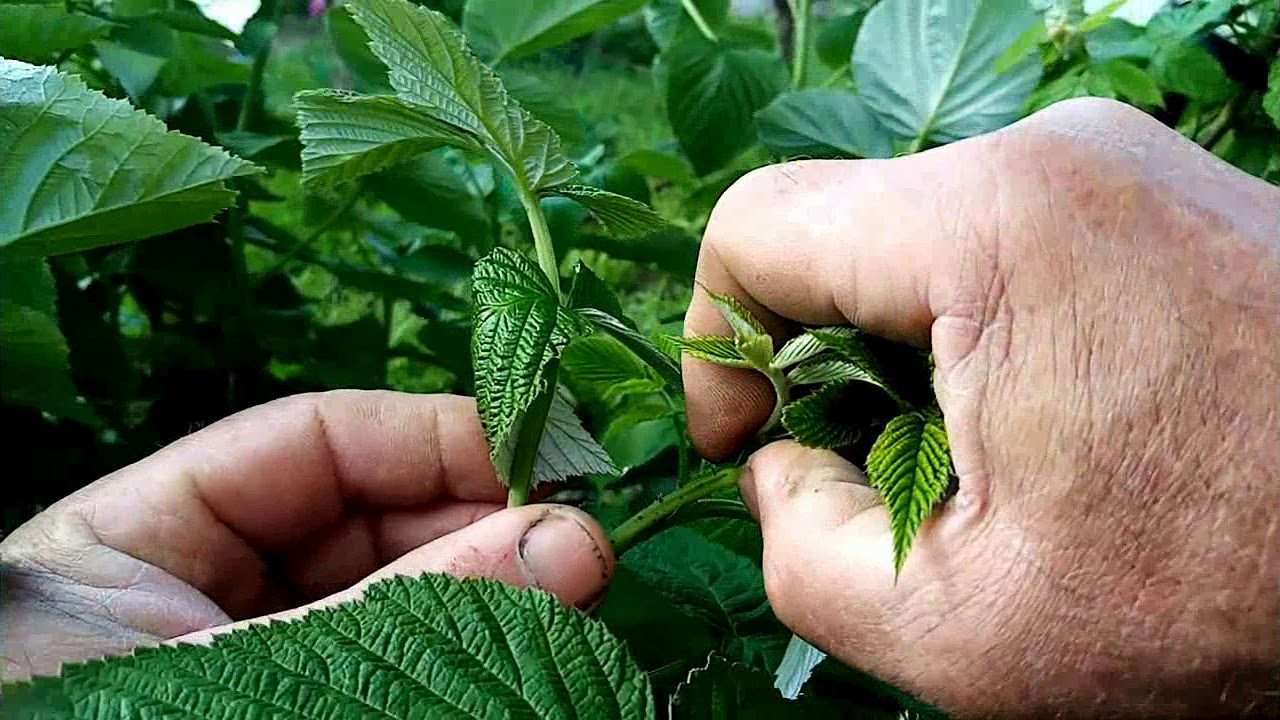 Подвійна обрізка малини за методом Соболєва