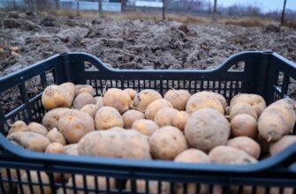 Не картопля, а золота жила: збираємо по 500 кг з 1 сотки – бульби великі, смачні, лежкість 10 з 10